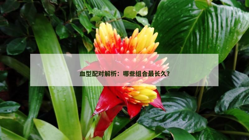 血型配对解析：哪些组合最长久？