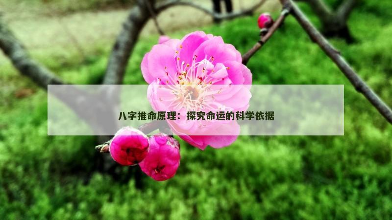 八字推命原理：探究命运的科学依据