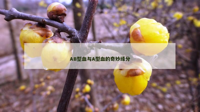 AB型血与A型血的奇妙缘分