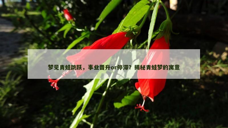 梦见青蛙跳跃，事业晋升or停滞？揭秘青蛙梦的寓意