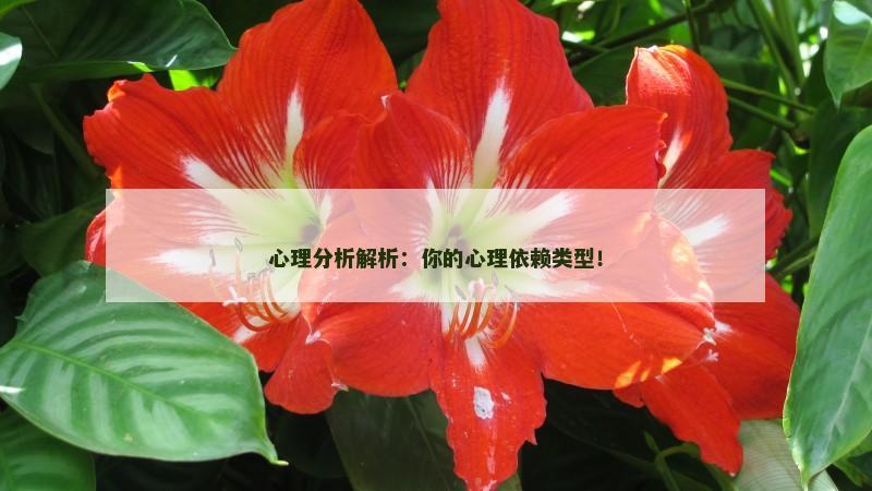 心理分析解析：你的心理依赖类型！