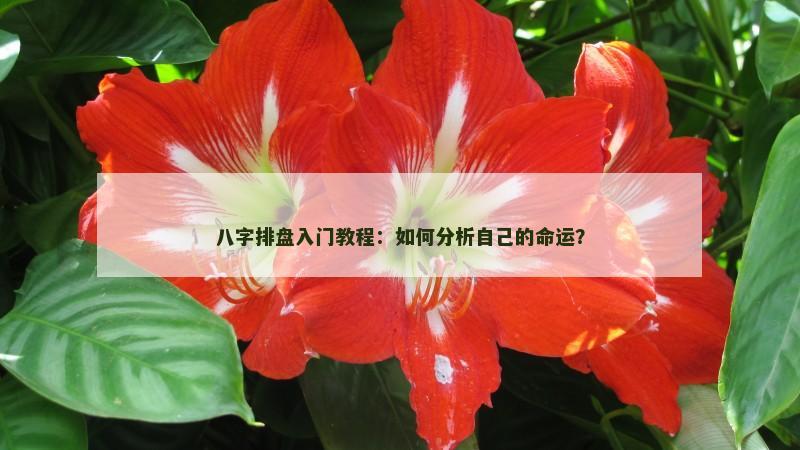 八字排盘入门教程：如何分析自己的命运？
