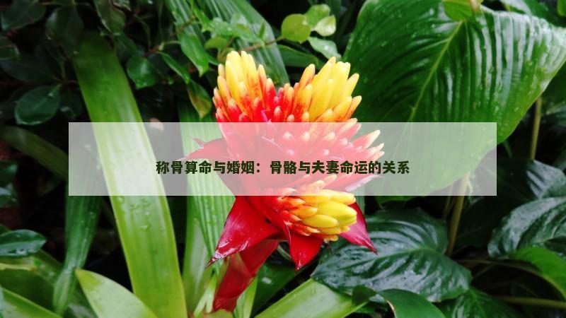 称骨算命与婚姻：骨骼与夫妻命运的关系