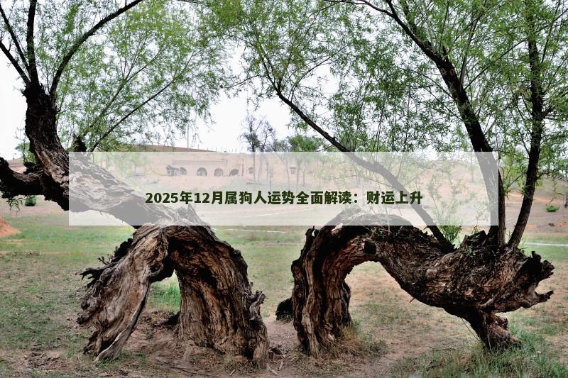 2025年12月属狗人运势全面解读：财运上升