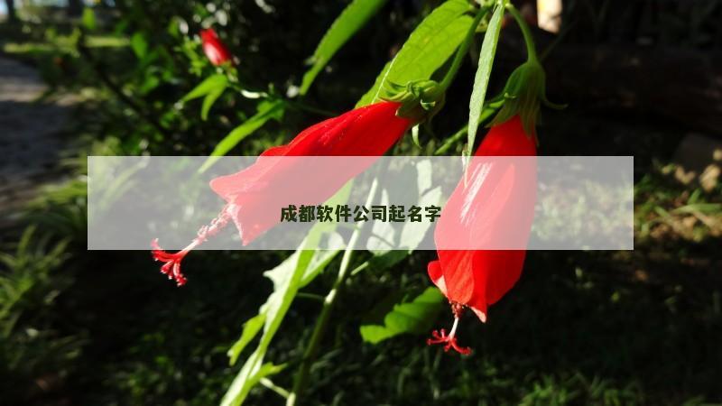 成都软件公司起名字