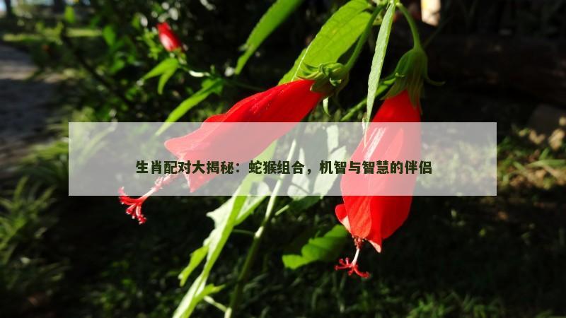 生肖配对大揭秘：蛇猴组合，机智与智慧的伴侣