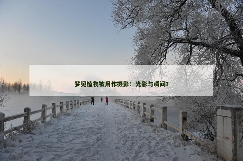 梦见植物被用作摄影：光影与瞬间？