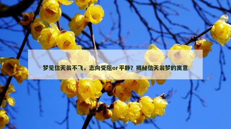 梦见信天翁不飞，志向受阻or平静？揭秘信天翁梦的寓意