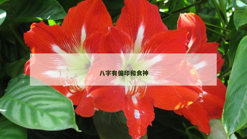 八字有偏印和食神