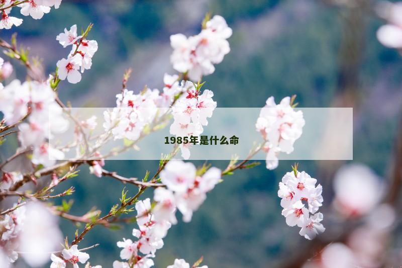 1985年是什么命
