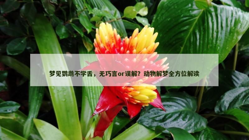 梦见鹦鹉不学舌,无巧言or误解?动物解梦全方位解读