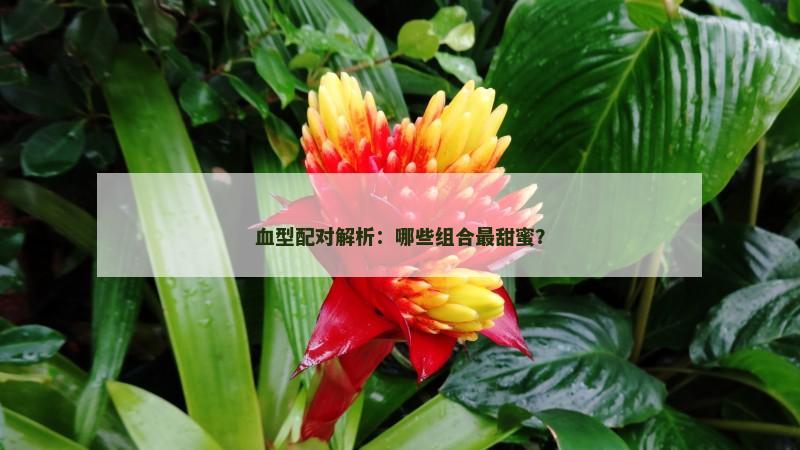 血型配对解析：哪些组合最甜蜜？