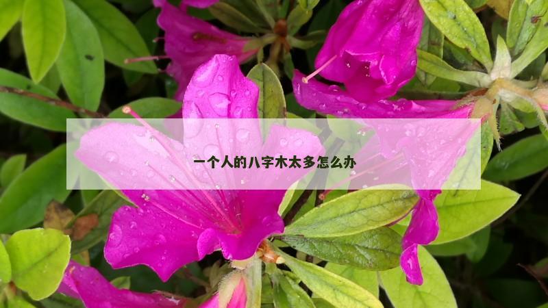 一个人的八字木太多怎么办