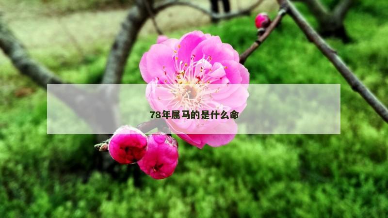 78年属马的是什么命